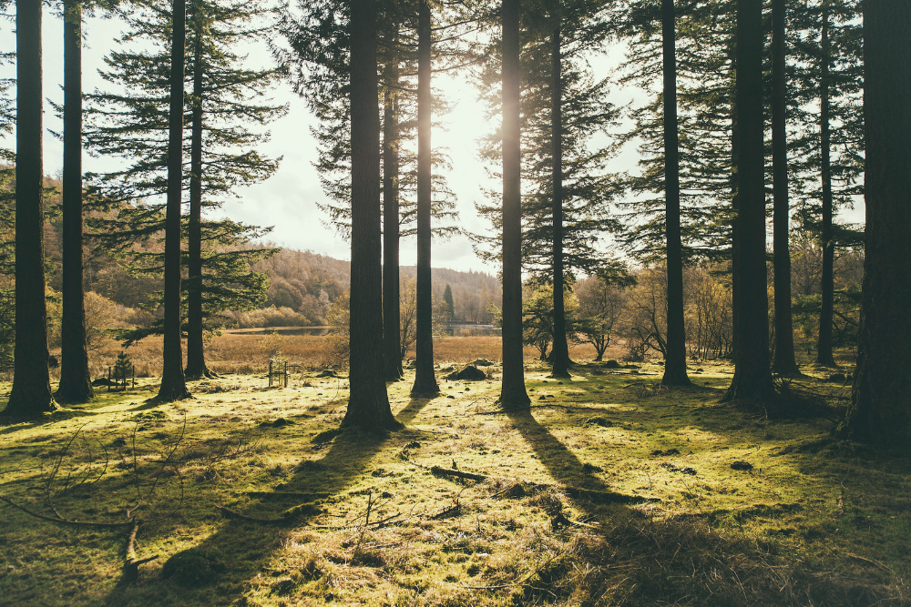 trees spring